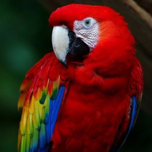 Bunter Scarlet Macaw