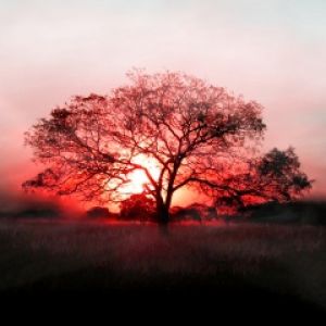 Baum-Silhouette beim Sonnenuntergang