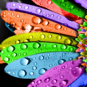 Bunte Blütenblätter mit Wassertropfen