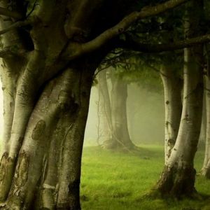 Nebeliger Waldlandschaft