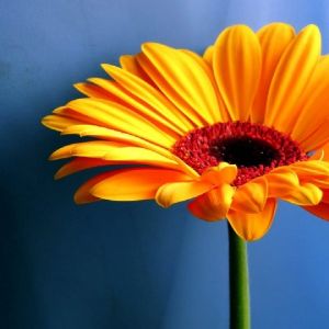 Lebendige Gelbe Blume