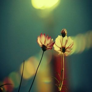 Schöne Nachtblumen