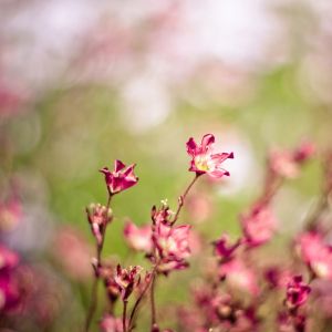 Schöne Rosa Blumen