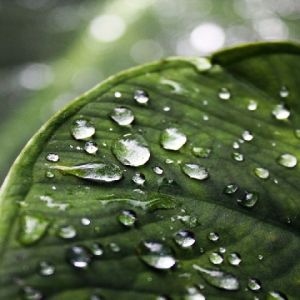 Frisches Grünes Blatt mit Wassertropfen