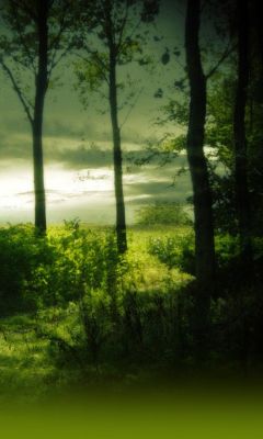 Ruhige Waldlandschaft