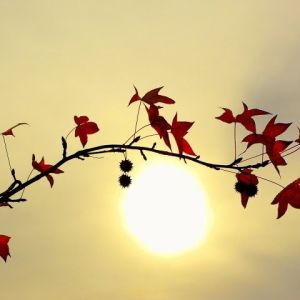 Silhouette von Herbstblättern