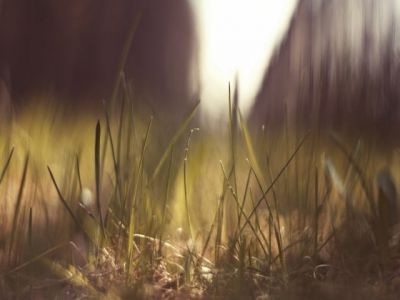 Sanfter Fokus auf Graslandschaft