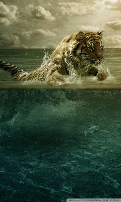 Tiger schwimmt im Wasser