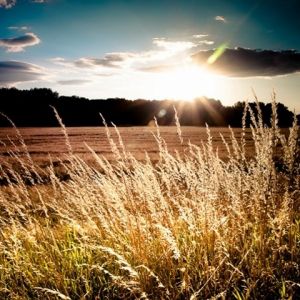 Goldener Sonnenuntergang über Feldern