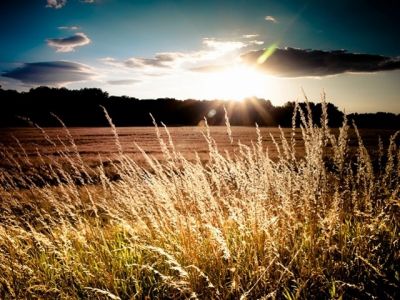 Goldener Sonnenuntergang über Feldern