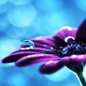 Lila Blume mit Wassertropfen