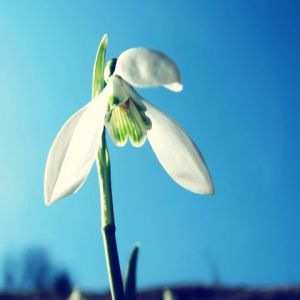 Schneeglöckchen in Blüte