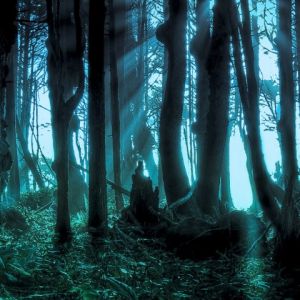 Mystische Waldlandschaft