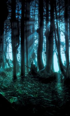 Mystische Waldlandschaft