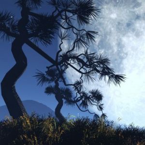 Baum-Silhouette bei Mondschein