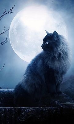 Mystische Katze Unter Vollmond