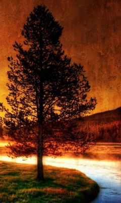 Ruhiger Sonnenuntergang mit Baum