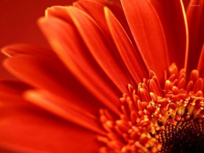 Lebendige Rote Blume Nahaufnahme
