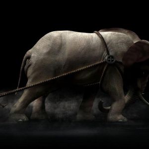 Elefant im Schatten