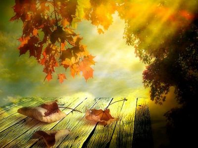 Herbstblätter und Sonnenlicht