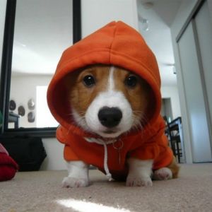 Niedlicher Corgi im Hoodie