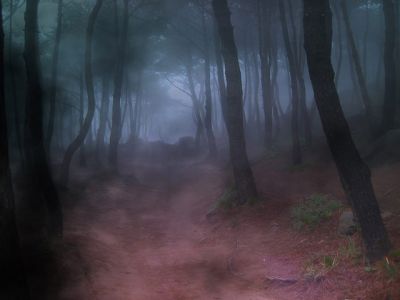 Nebeliger Waldweg