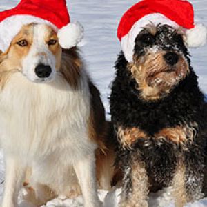 Hunde in Weihnachtsmützen