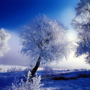 Frostige Winterlandschaft