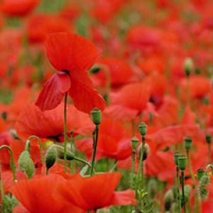 Lebendiges Rotes Mohnfeld
