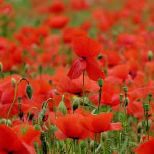 Lebendiges Rotes Mohnfeld