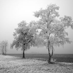Frostige Winterlandschaft