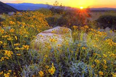 Sonnenuntergang über Wildblumen