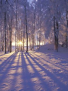 Wintersonne im Verschneiten Wald