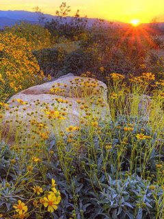 Sonnenuntergang über Wildblumen