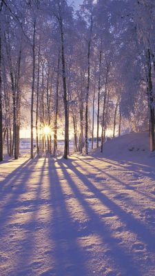 Winterlicher Sonnenaufgang im Verschneiten Wald