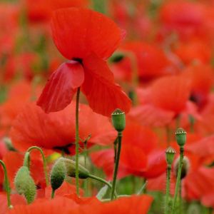 Lebendige Rote Mohnblumenfelder
