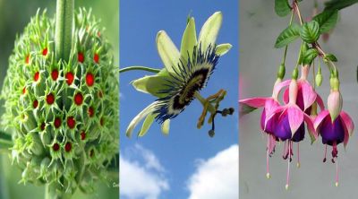 Bunte Blumen und Pflanzen