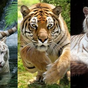 Majestätische Tiger in der Natur