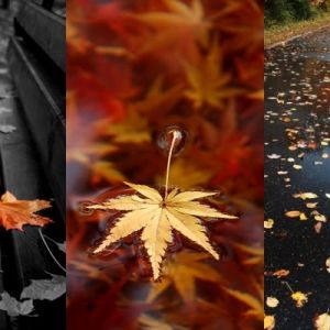 Herbstblätter und Regenschirm