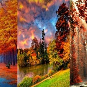 Herbstliche Waldlandschaften