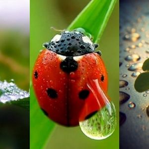 Natur und Marienkäfer Nahaufnahme
