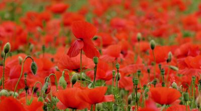 Lebendiges Rotes Mohnfeld