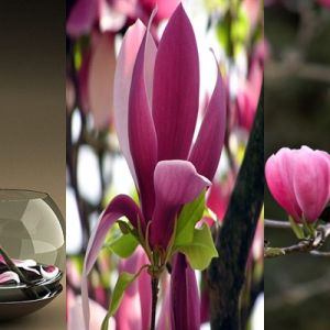 Schöne rosa Magnolien