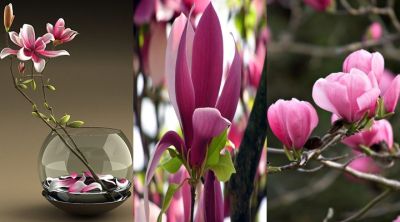 Schöne rosa Magnolien