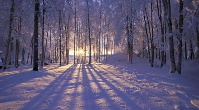 Winterlicher Wald Sonnenuntergang