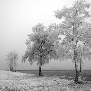 Winterlandschaft mit Gefrorenen Bäumen
