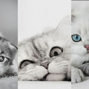 Niedliche Katzen und Kätzchen