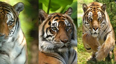 Majestätische Tiger in der Natur