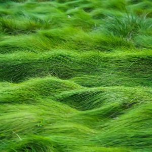 Grüne Graswellen