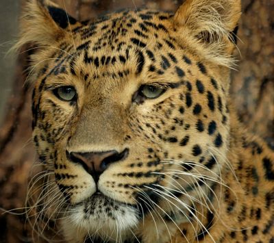 Majestätischer Leopard Nahaufnahme